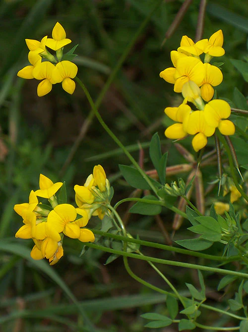Bird's-foot trefoil (Golden Lotus) – 100+ Seeds - Image 5