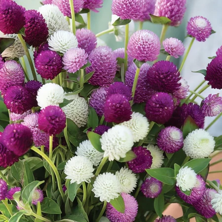 Gomphrena Globe (Amaranth Mixed) – 50+ Seeds