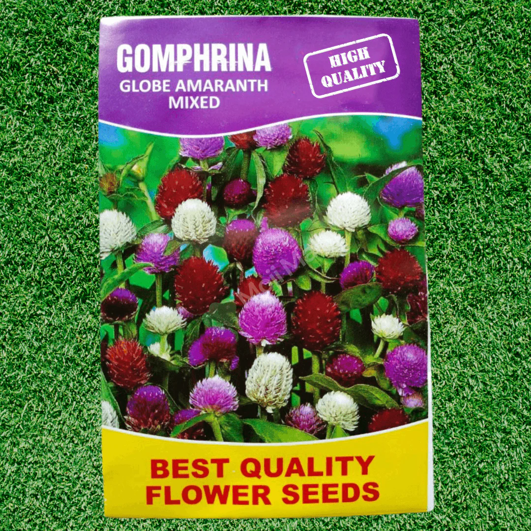 Gomphrena Globe (Amaranth Mixed) – 50+ Seeds - Image 2