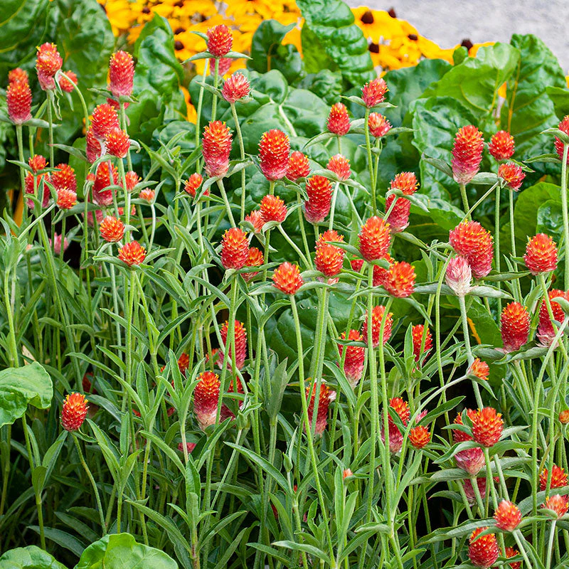 Gomphrena (Orange) – 50+ Seeds