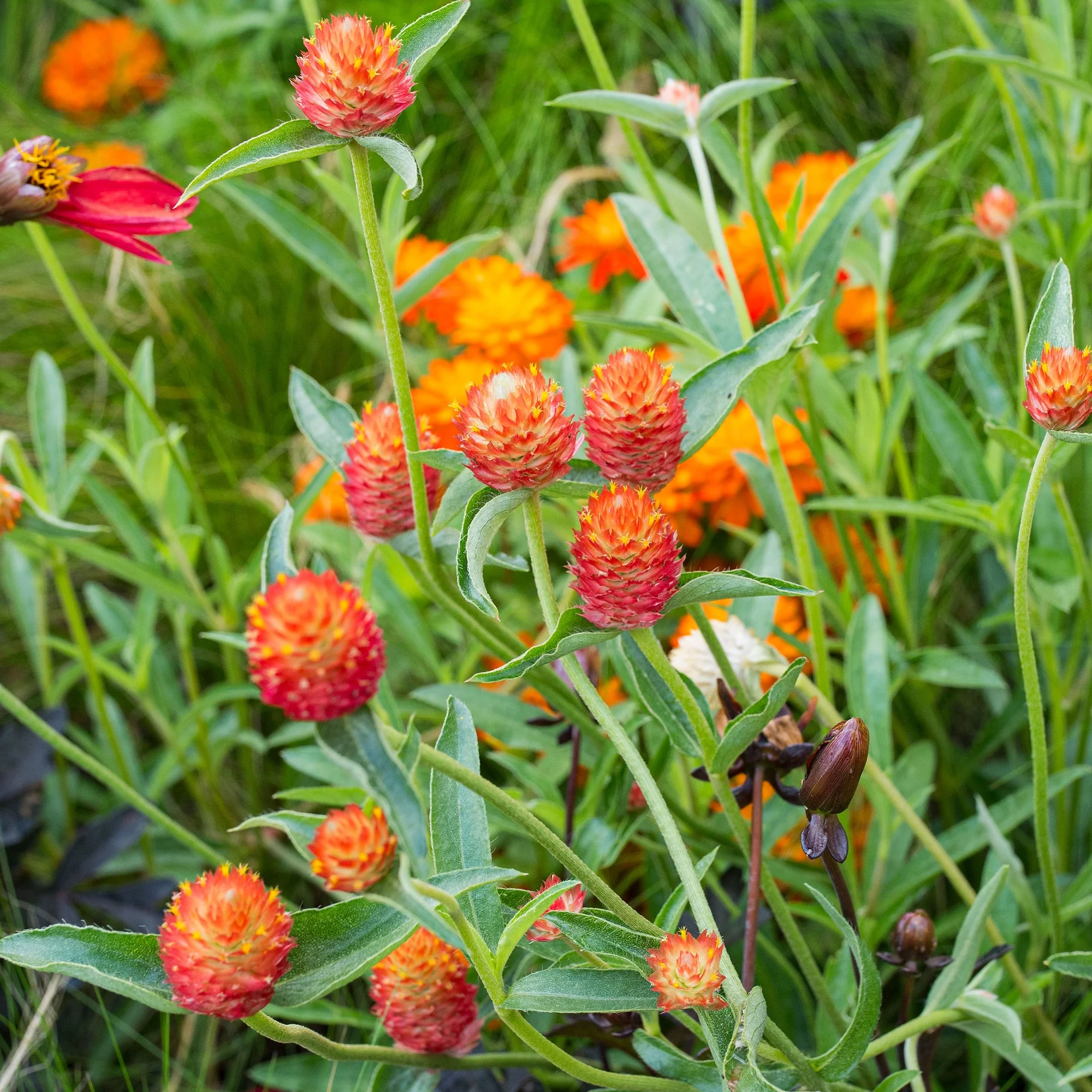 Gomphrena (Orange) – 50+ Seeds - Image 2