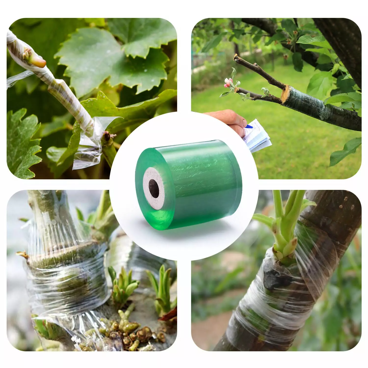 Grafting Tape – Large (5cmx100m) - Image 2
