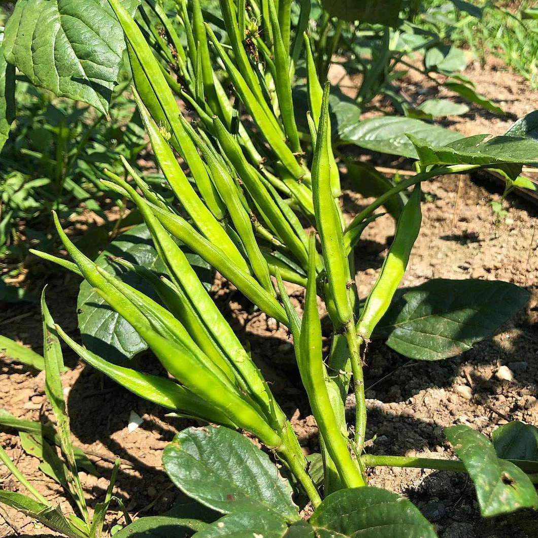 Guar Beans F1 Hybrid (گوار پھلی کے بیج) – 50+ Seeds