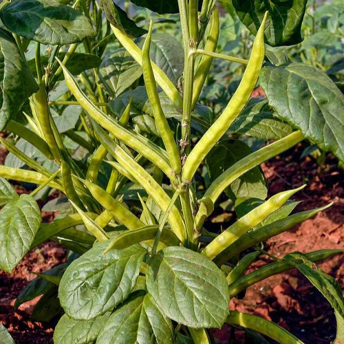 Guar Beans F1 Hybrid (گوار پھلی کے بیج) – 50+ Seeds - Image 2