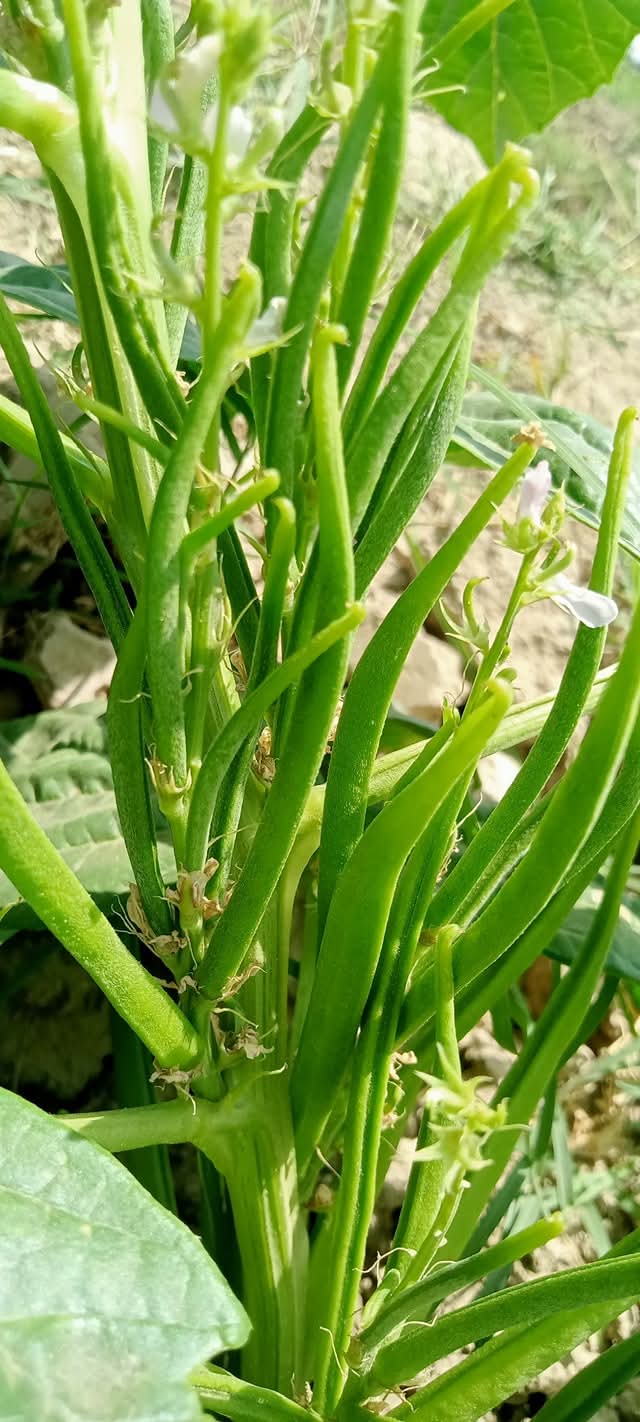 Guar Beans F1 Hybrid (گوار پھلی کے بیج) – 50+ Seeds - Image 3