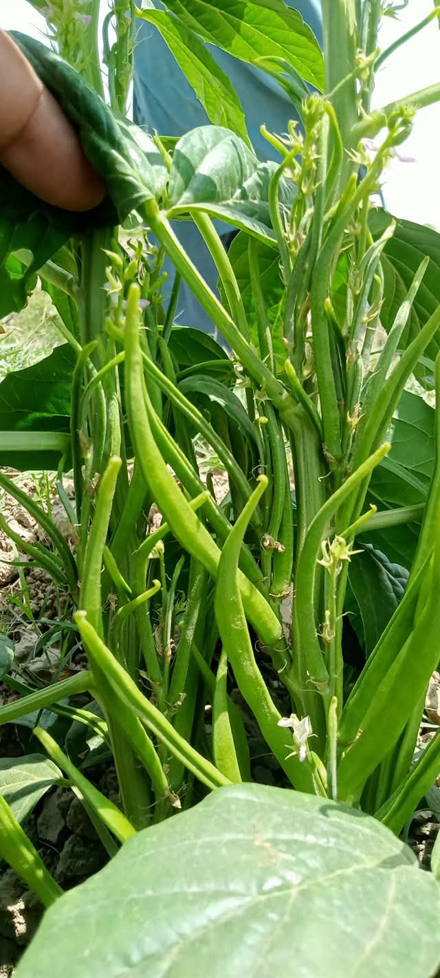 Guar Beans F1 Hybrid (گوار پھلی کے بیج) – 50+ Seeds - Image 4