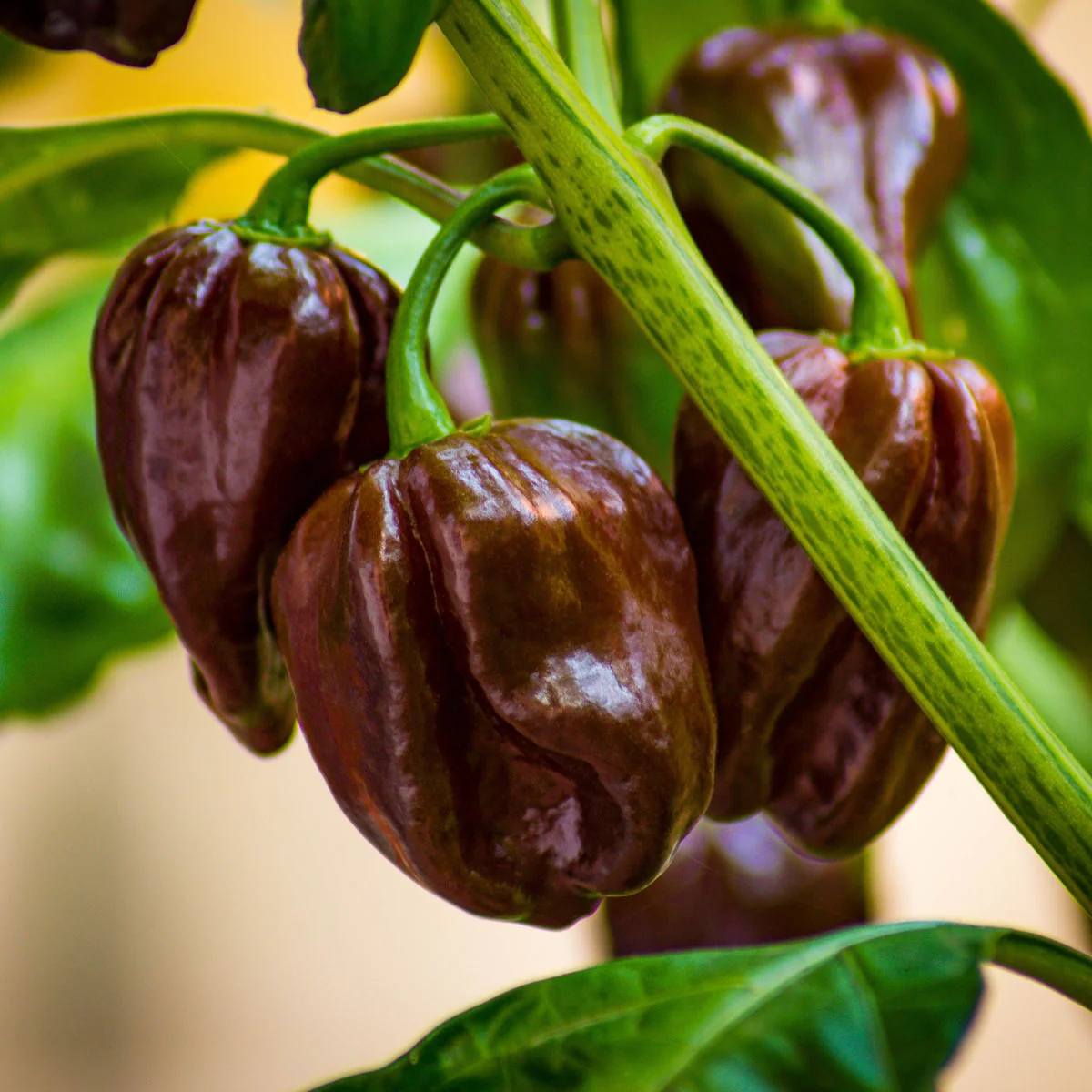 Habanero Pepper – Hot Chocolate - Image 3