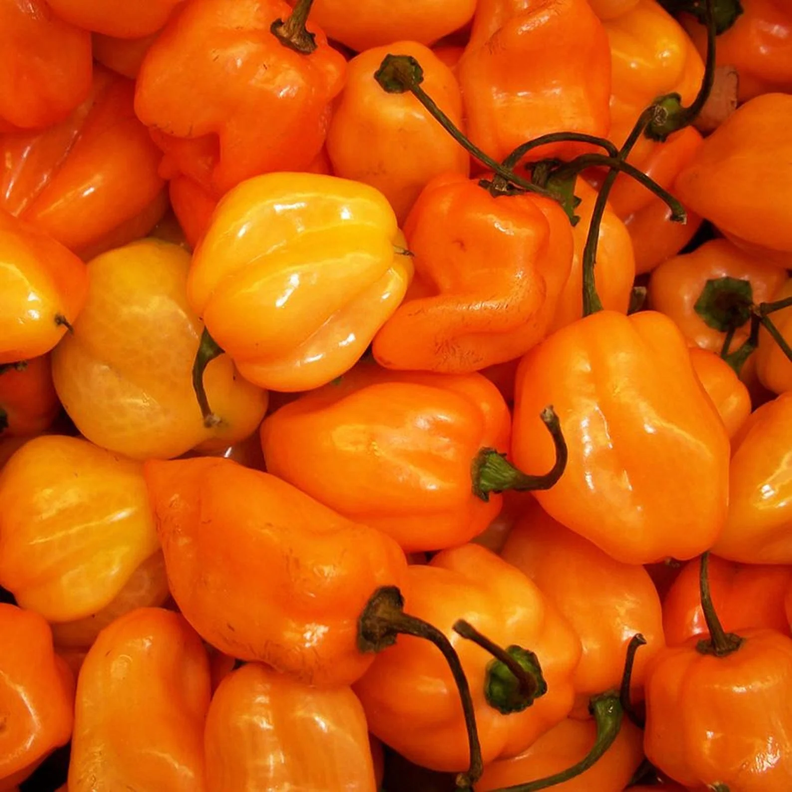 Habanero Pepper – Hot Orange - Image 3