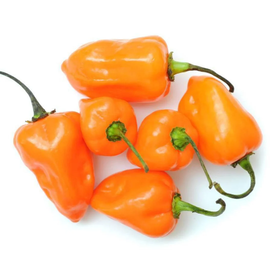 Habanero Pepper – Hot Orange - Image 4