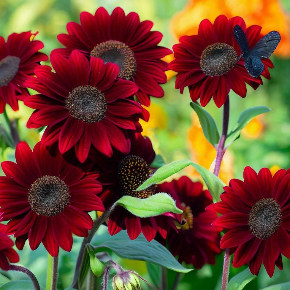 Helianthus (Red and Brown) - Seeds - Image 4