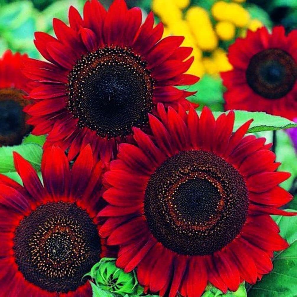 Helianthus (Red and Brown) - Seeds - Image 5