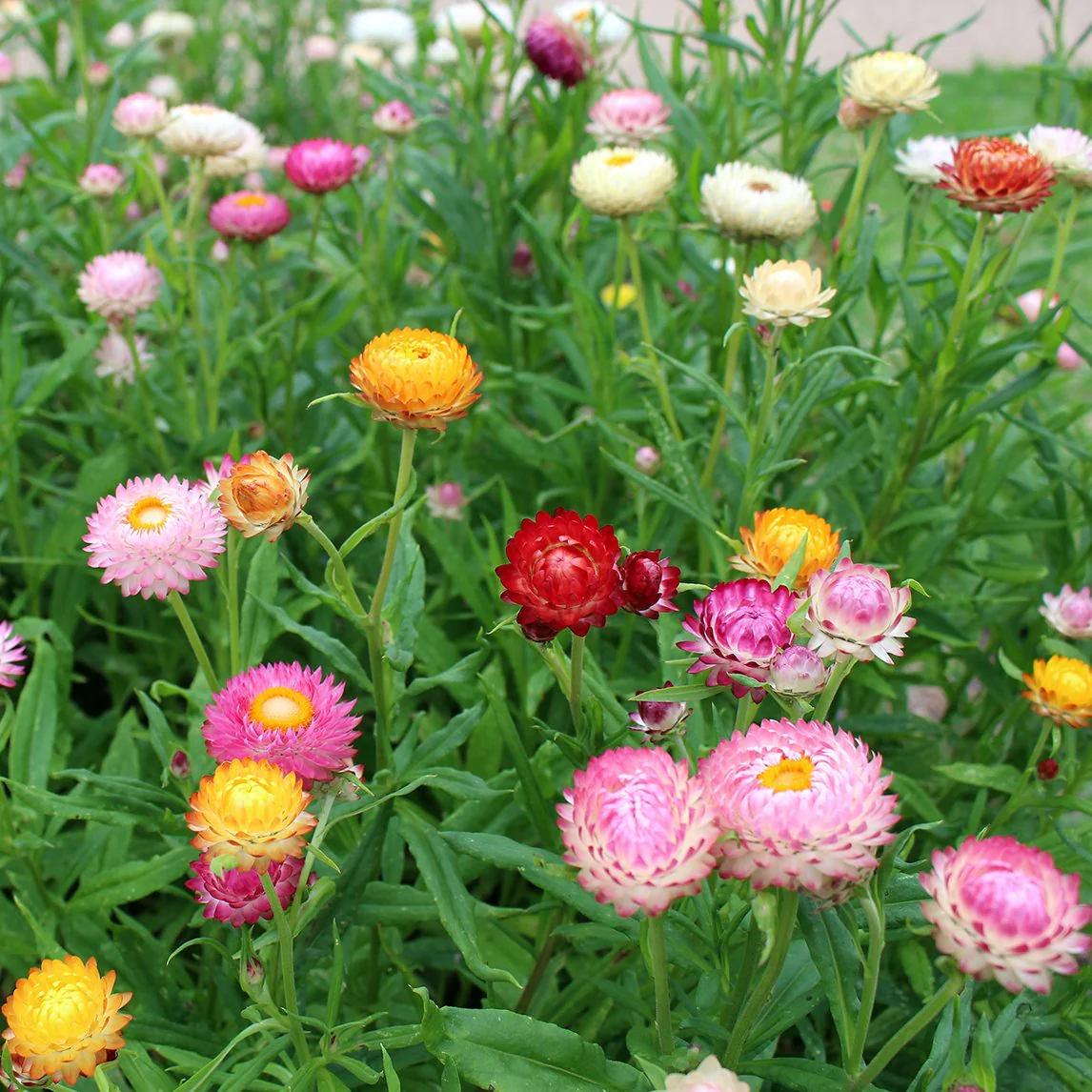 Helichrysum (گل کاغذ) – 50+ Seeds (WINTER) - Image 3