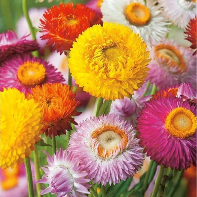 Helichrysum (گل کاغذ) – 50+ Seeds (WINTER) - Image 4