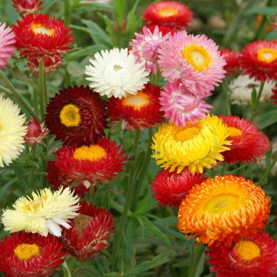 Helichrysum (گل کاغذ) – 50+ Seeds (WINTER) - Image 5