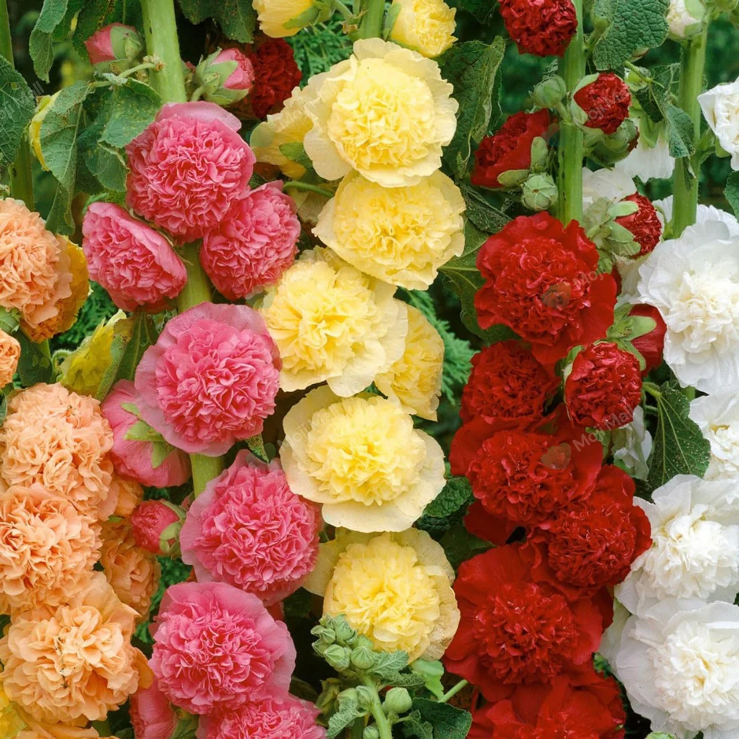 Hollyhock Double Mix – 20+ Seeds (WINTER)