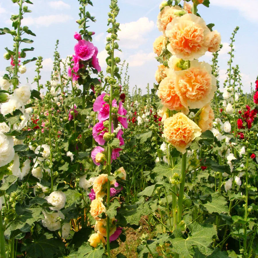 Hollyhock Double Mix – 20+ Seeds (WINTER) - Image 3