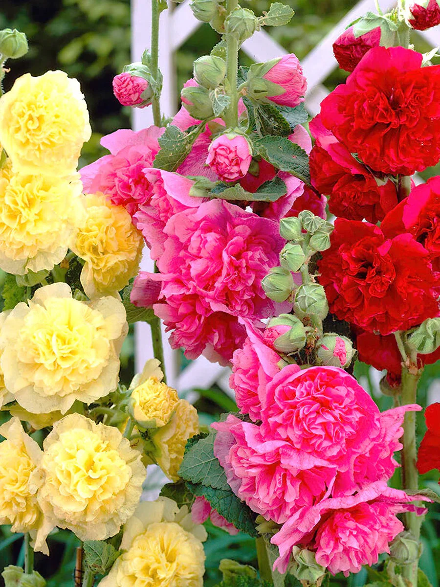 Hollyhock Double Mix – 20+ Seeds (WINTER) - Image 4