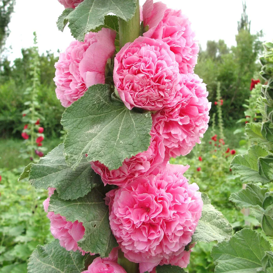 Hollyhock Double Mix – 20+ Seeds (WINTER) - Image 5