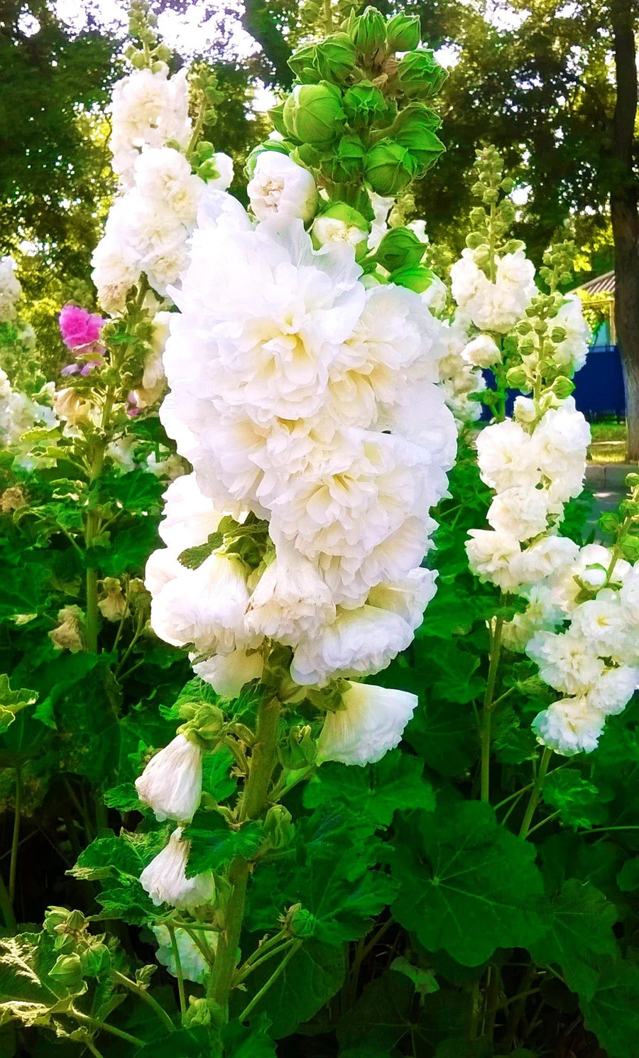 Hollyhock Double Mix – 20+ Seeds (WINTER) - Image 6