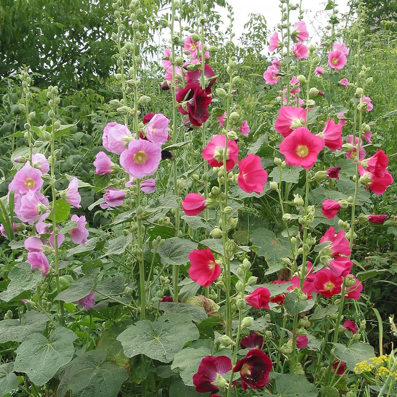 Hollyhock Mix (گل خیرا) – 30+ Seeds (WINTER) - Image 2