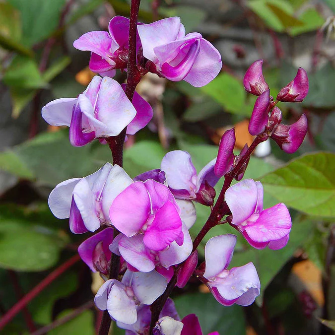 Hyacinth Bean Vine (Purple) – 5 Seeds