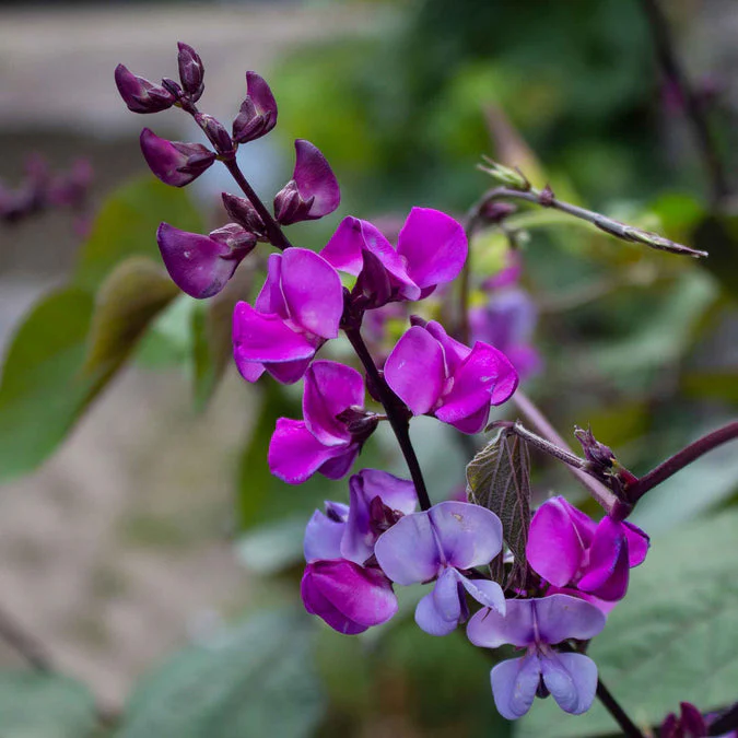 Hyacinth Bean Vine (Purple) – 5 Seeds - Image 2
