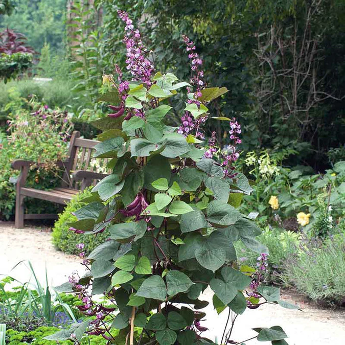 Hyacinth Bean Vine (Purple) – 5 Seeds - Image 3