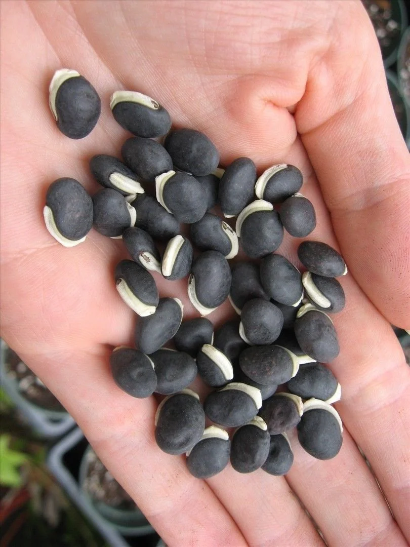 Hyacinth Bean Vine (White) – 10 Seeds - Image 4