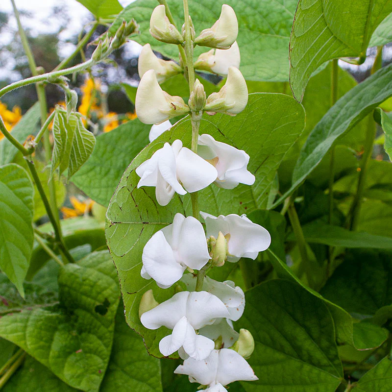 Hyacinth Bean Vine (White) – 10 Seeds