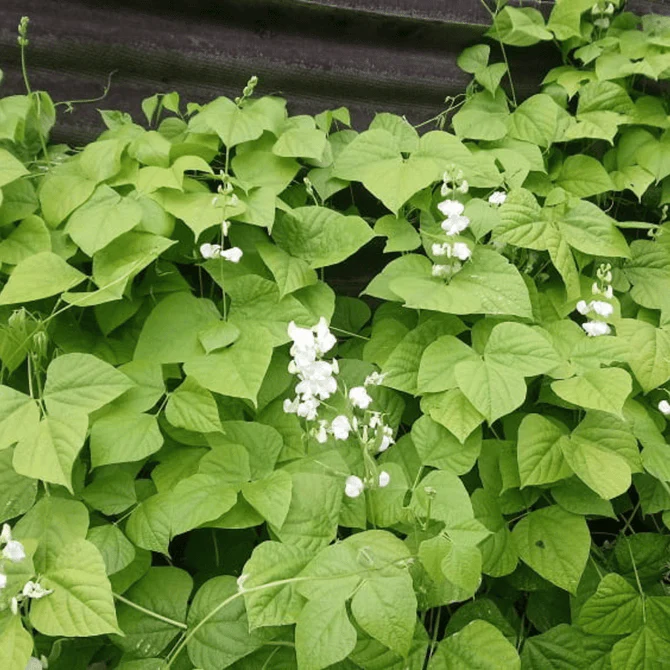 Hyacinth Bean Vine (White) – 10 Seeds - Image 2