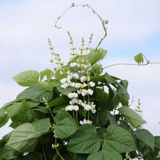Hyacinth Bean Vine (White) – 10 Seeds - Image 3