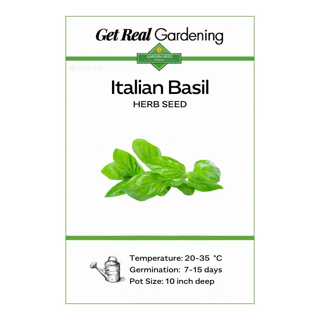 Italian Basil – 50+ Seeds - Image 2