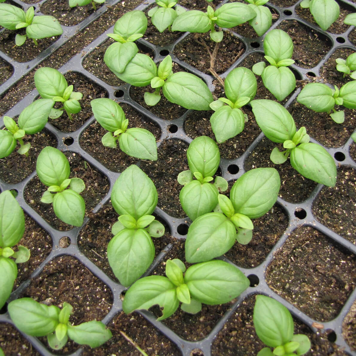 Italian Basil – 50+ Seeds - Image 3