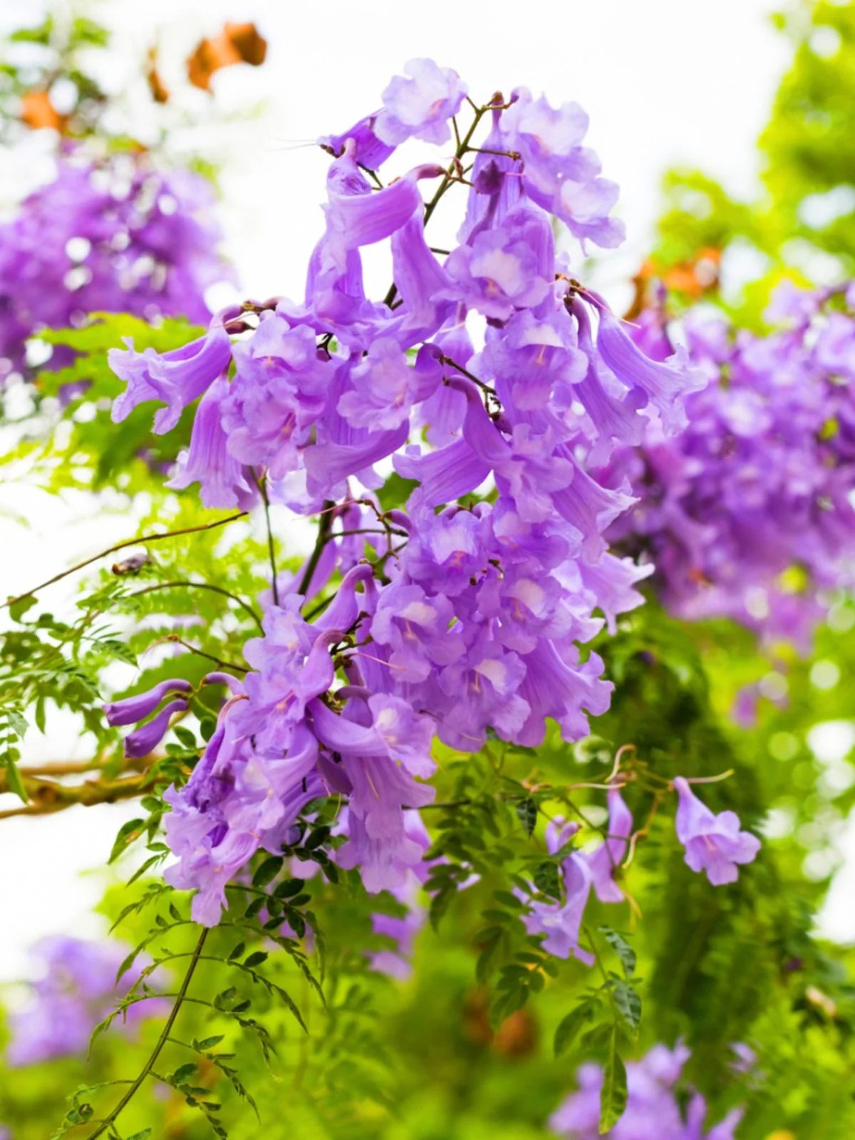 Jacaranda – 50+ Tree Seeds - Image 3