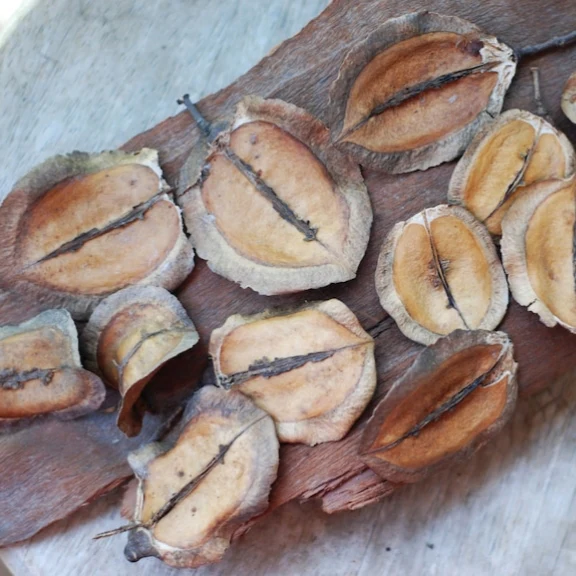 Jacaranda – 50+ Tree Seeds - Image 4
