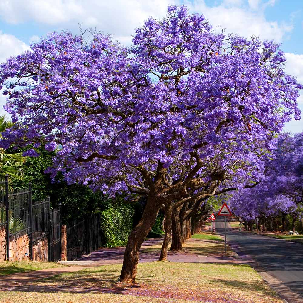 Jacaranda – 50+ Tree Seeds - Image 5