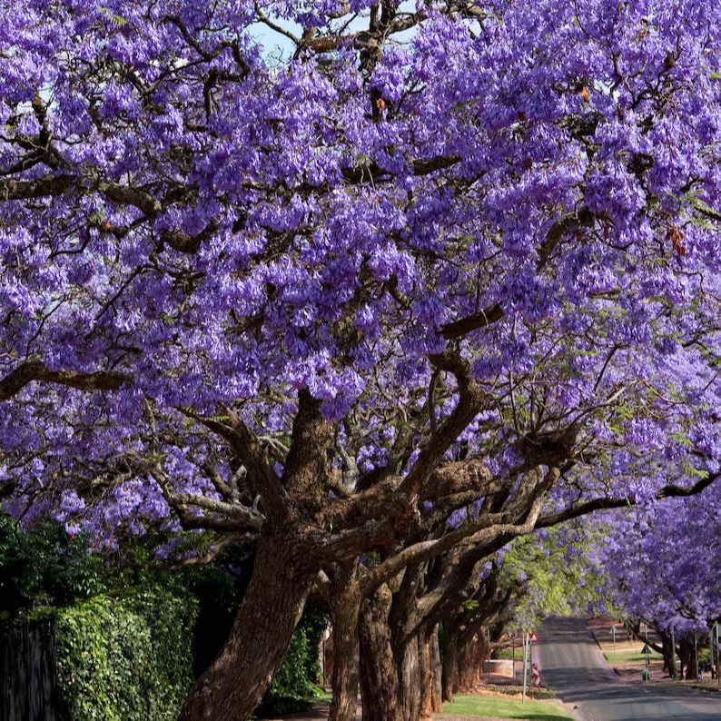 Jacaranda – 50+ Tree Seeds - Image 6