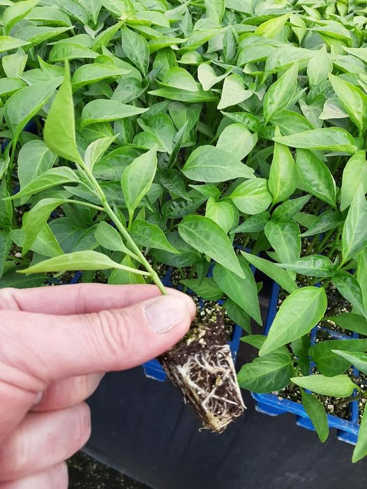Jalapeno Pepper – 15 Seeds - Image 4