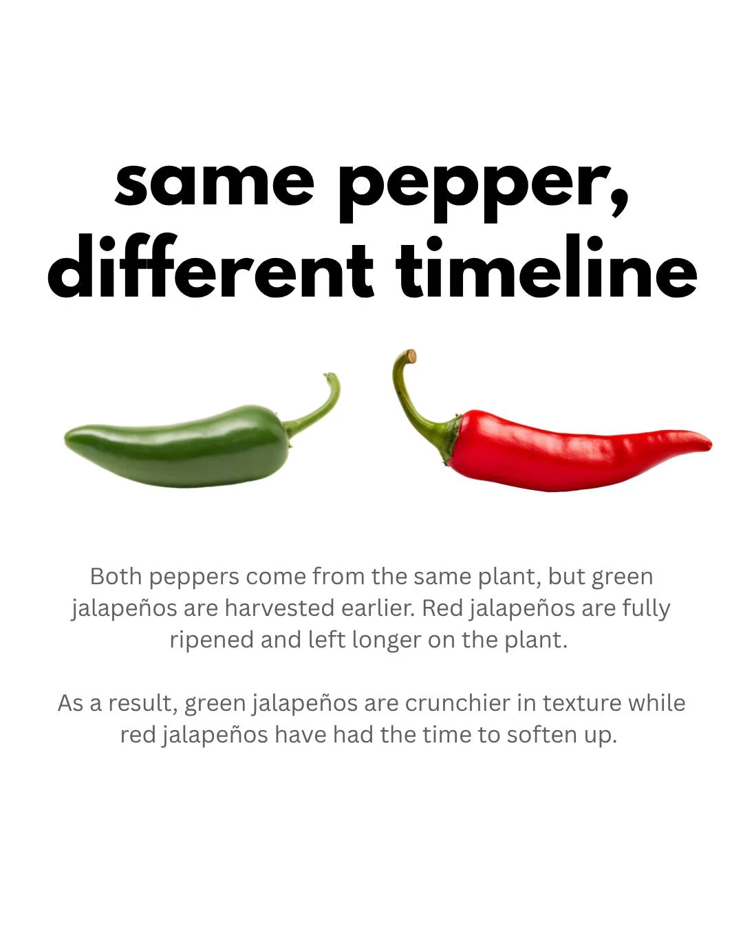 Jalapeno Pepper – 15 Seeds - Image 5
