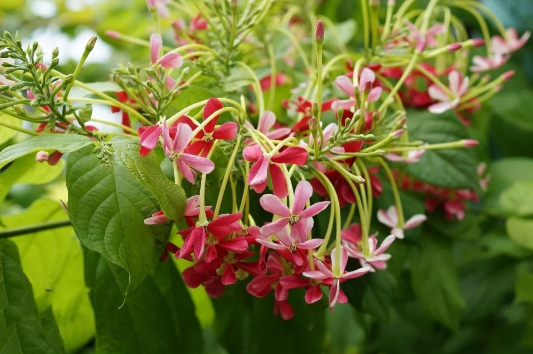 Jhumka Bail (جھمکا بیل) Fertilizer - Image 4