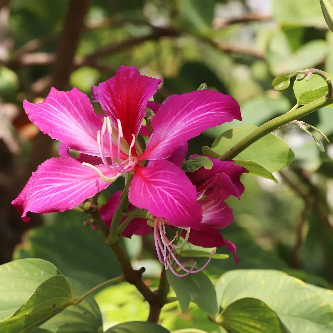 Kachnar (کچنار) – 20+ Tree Seeds - Image 3