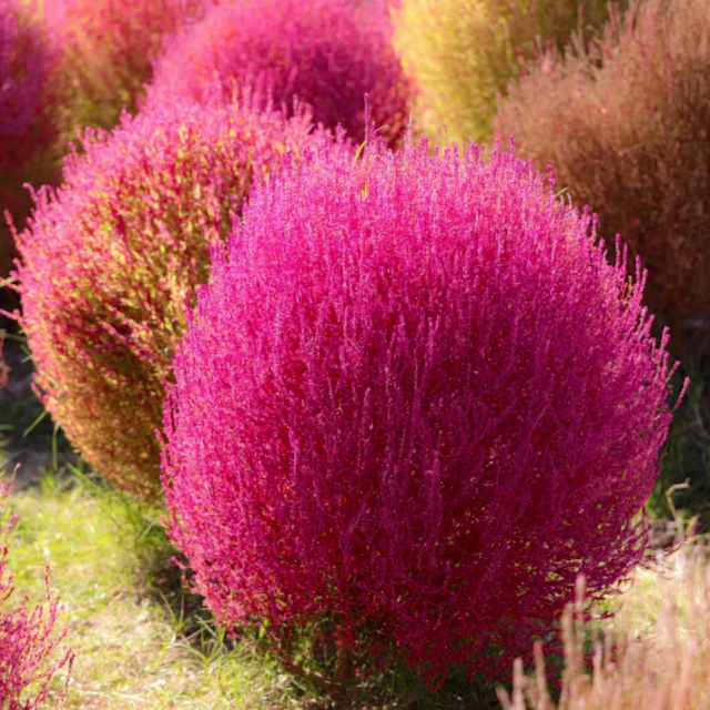 Kochia – Burning Bush 150+ Seeds - Image 2