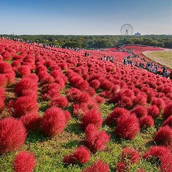 Kochia – Burning Bush 150+ Seeds - Image 3