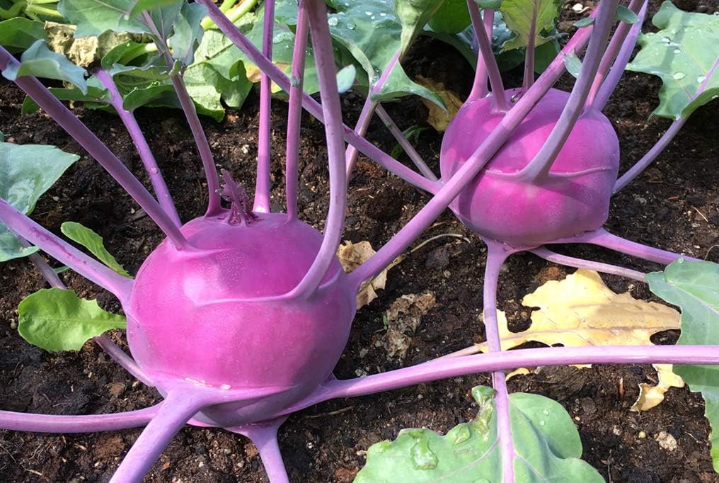 Kohlrabi – 50+ Seeds - Image 2