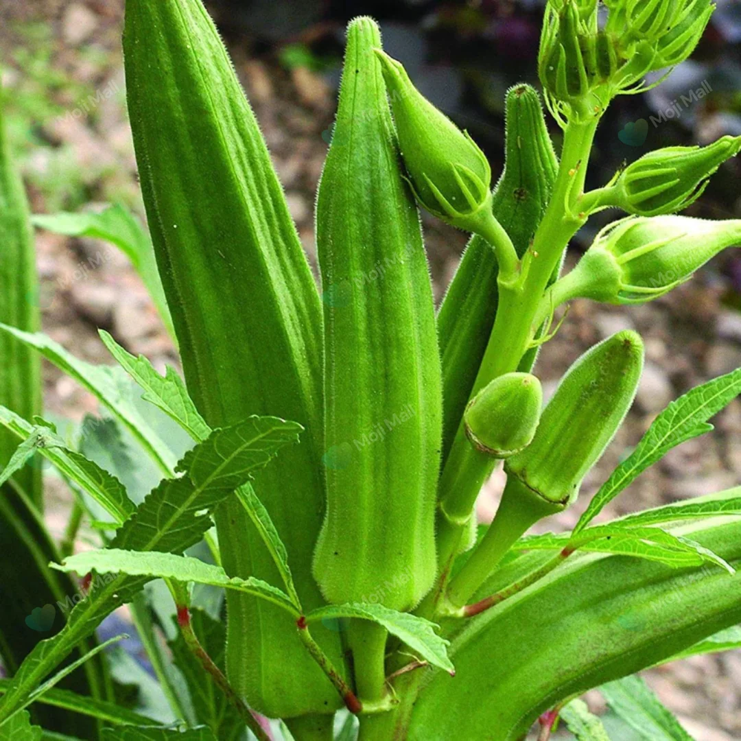 Lady Finger – F1 Hybrid 40+ Seeds