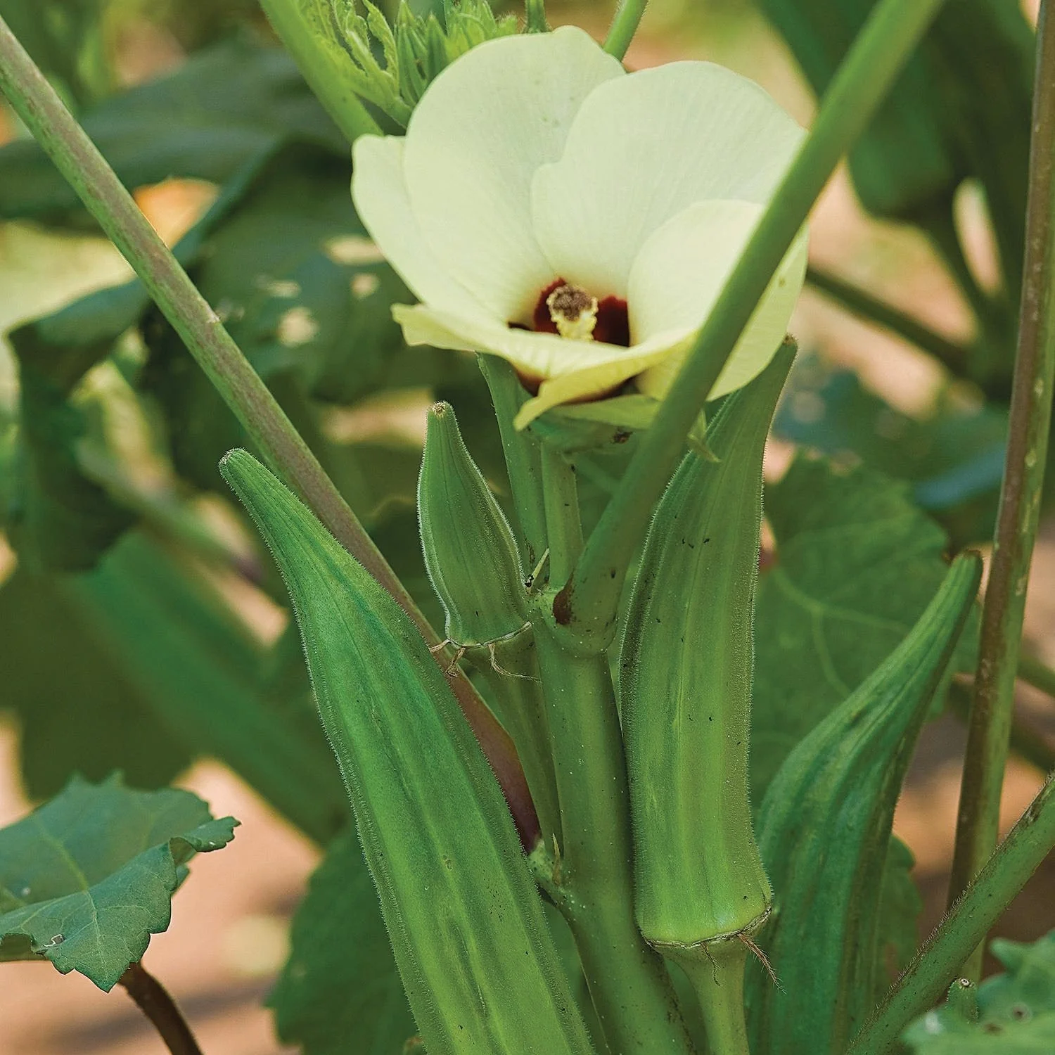 Lady Finger – F1 Hybrid 40+ Seeds - Image 2