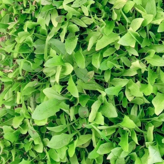 Lahori Palak (لاہوری پالک کے بیج) – 500+ Seeds