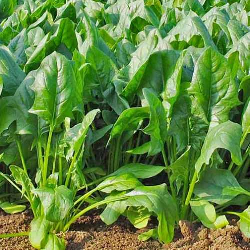 Lahori Palak (لاہوری پالک کے بیج) – 500+ Seeds - Image 2