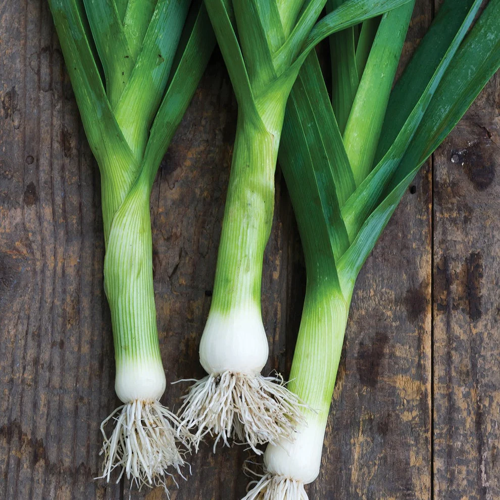 Leek – 35+ Seeds - Image 3