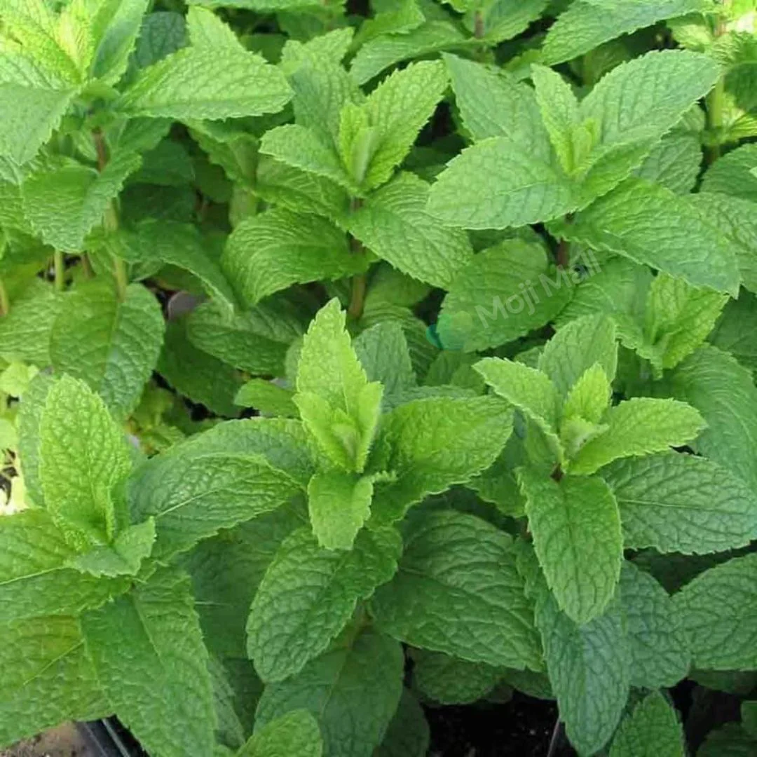 Lemon balm – 50+ Seeds